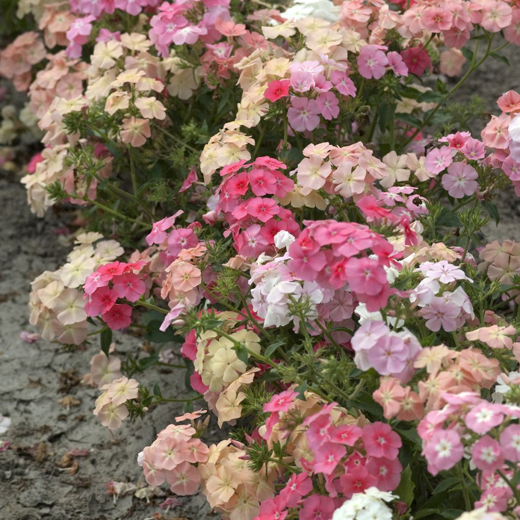 Flox anual Beauty Coral Reef em sementes