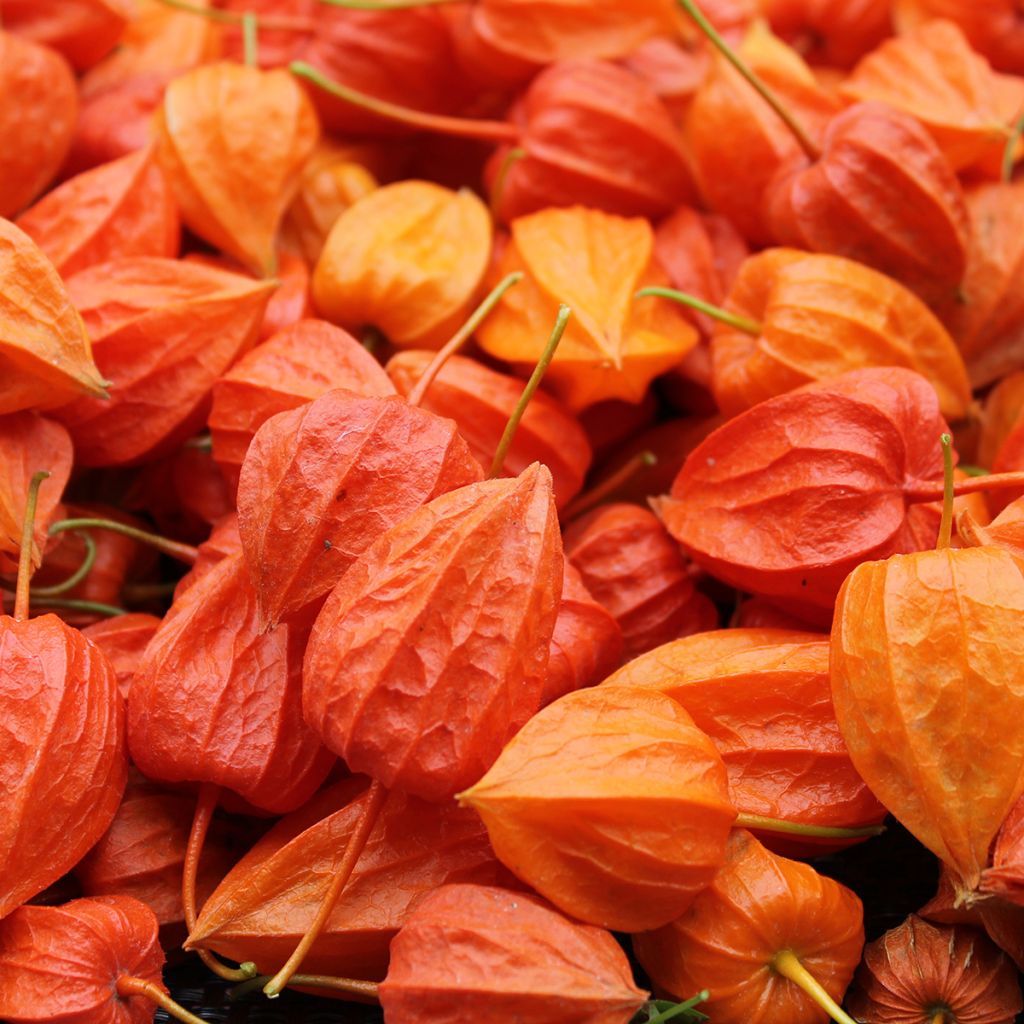 Physalis alkekengi em sementes