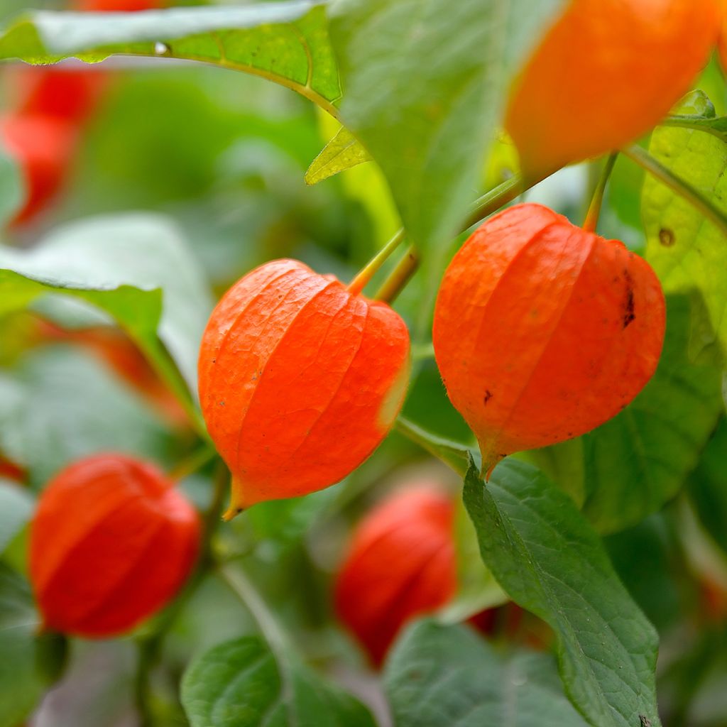 Physalis alkekengi em sementes