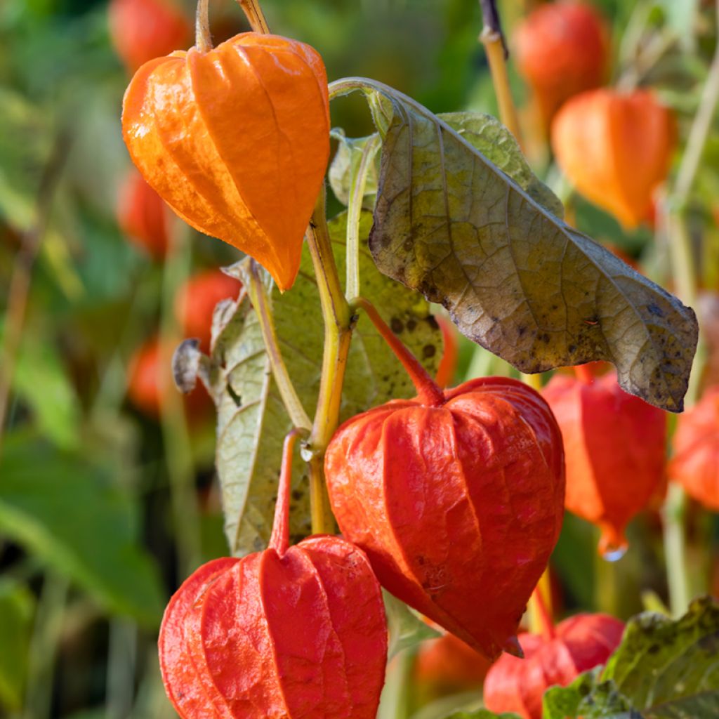 Physalis alkekengi em sementes
