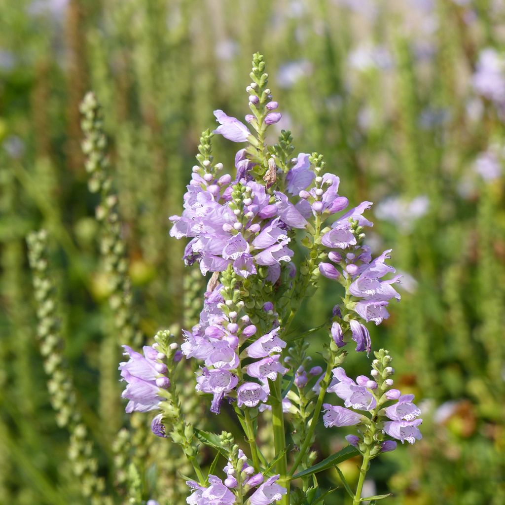 Physostegia virginiana Rosea em sementes - Flor-obediente