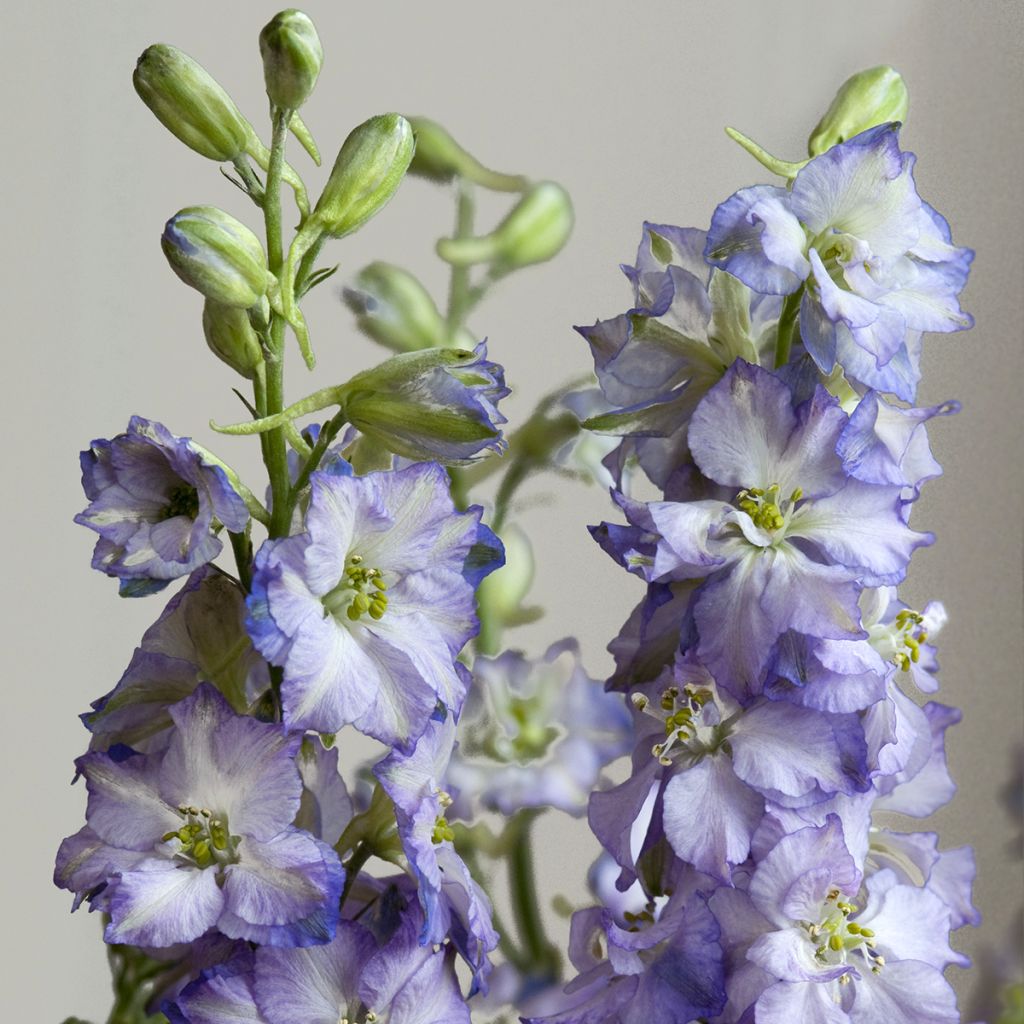 Delphinium Fancy Purple Picotee em sementes