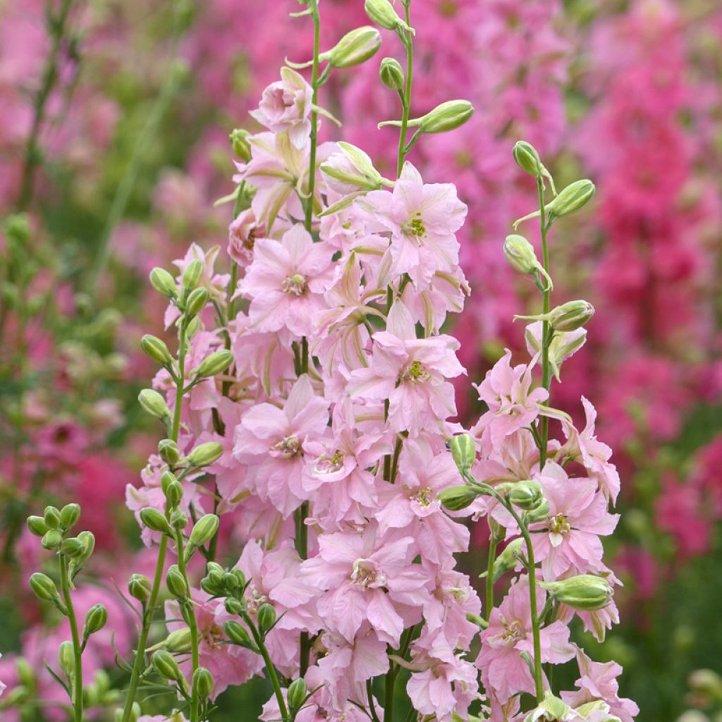 Delphinium consolida Imperial QIS Light Pink em sementes