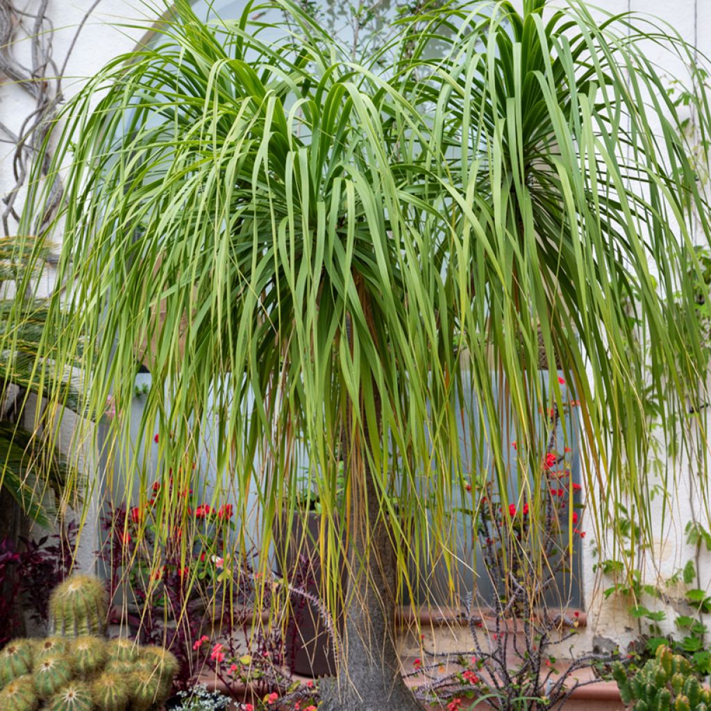 Beaucarnea recurvata em sementes