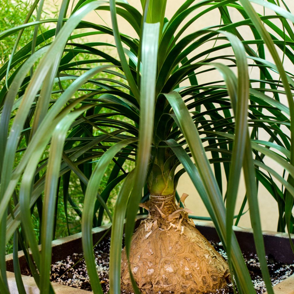 Beaucarnea recurvata em sementes