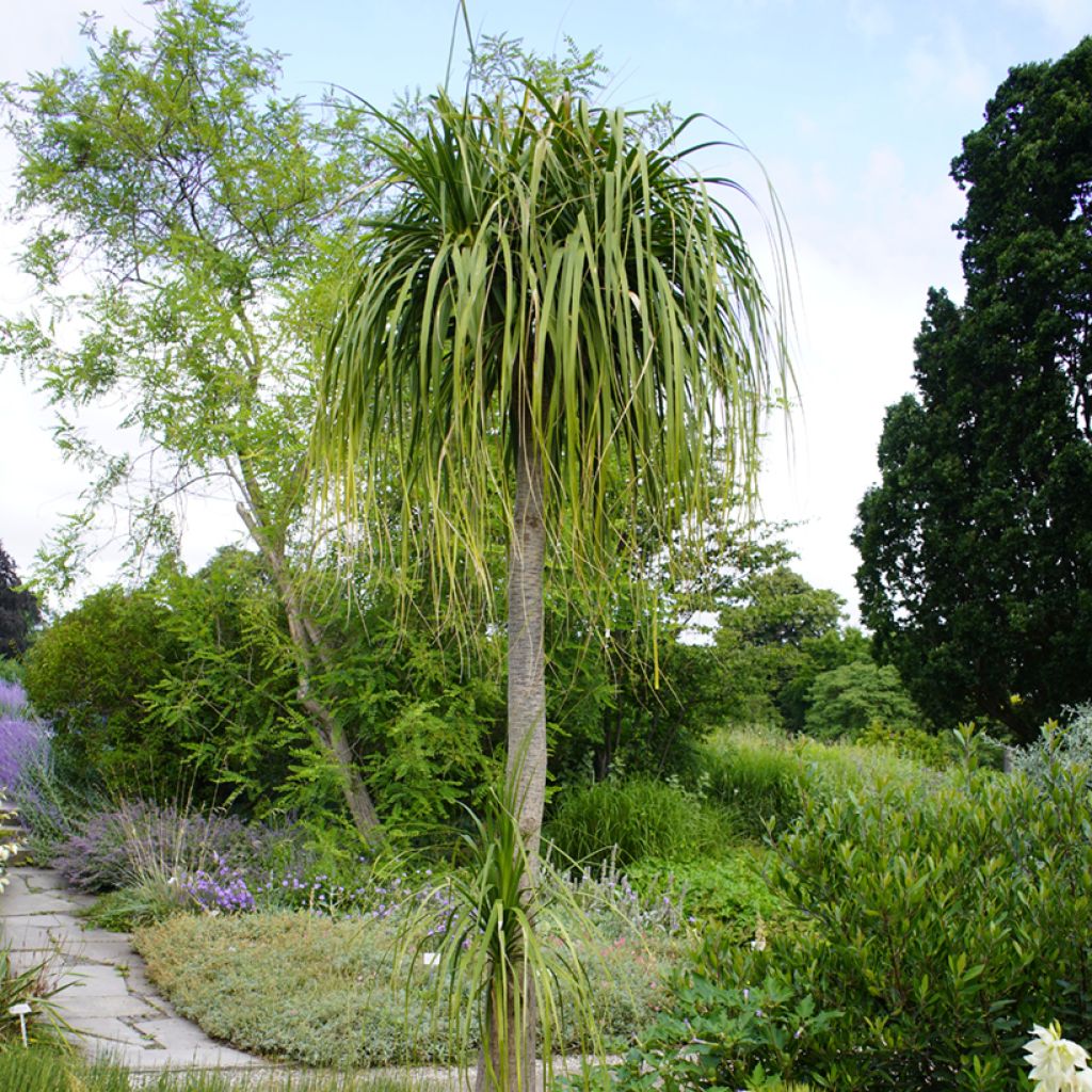 Beaucarnea recurvata em sementes