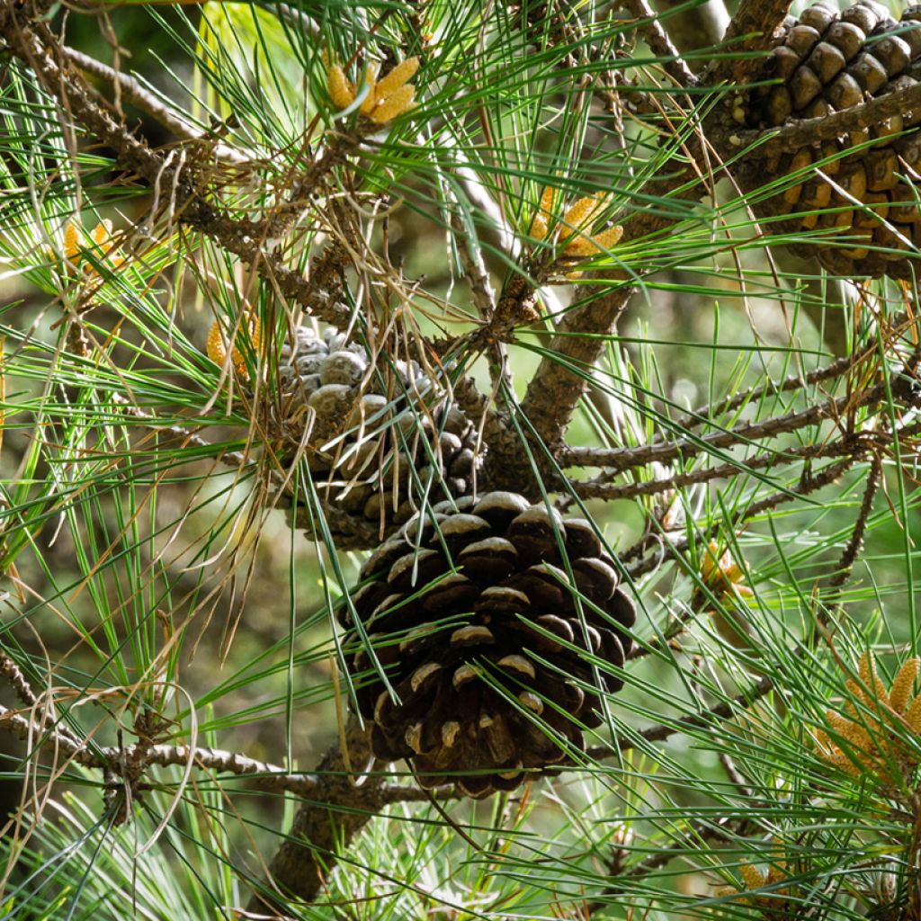 Pinus pinea em sementes - Pinheiro-manso