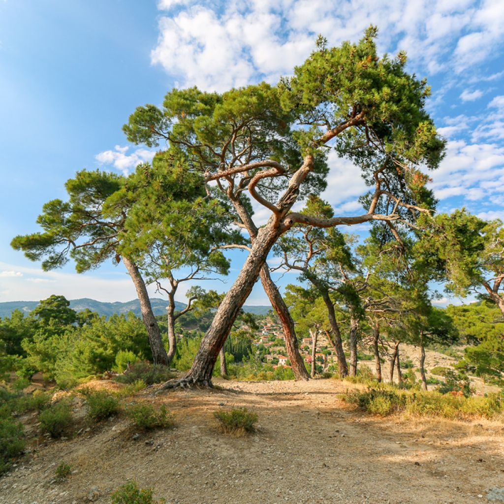 Pinus pinea em sementes - Pinheiro-manso