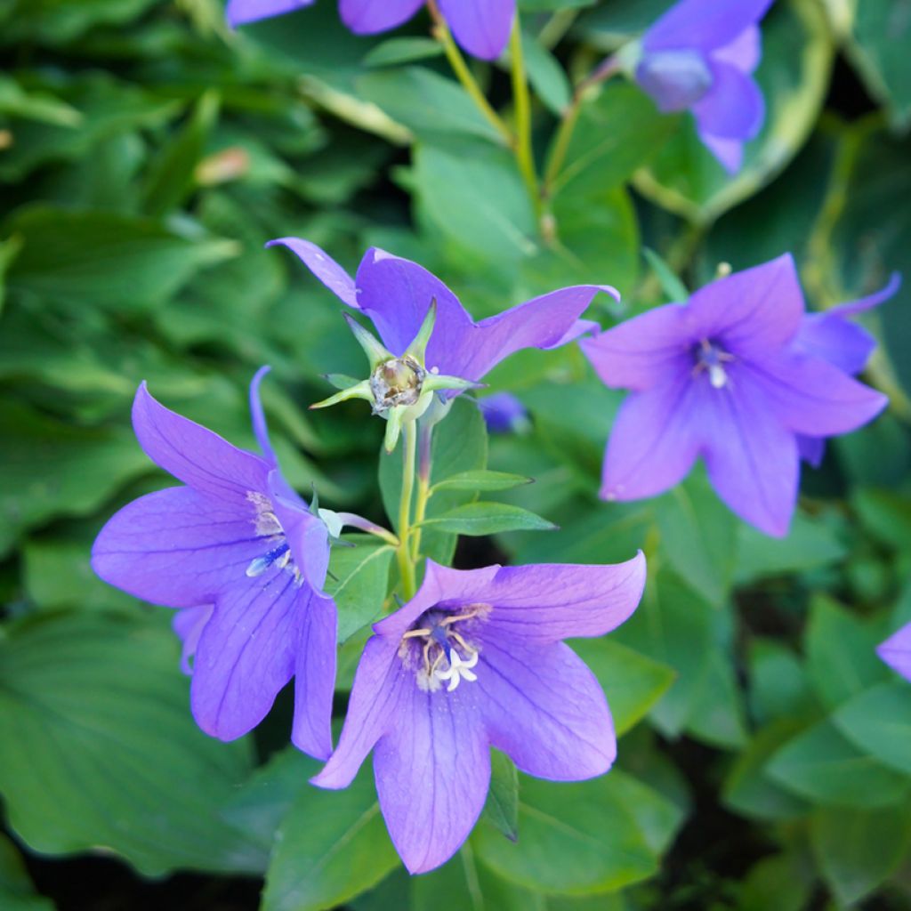 Platycodon grandiflorus Mariesii Blue em sementes