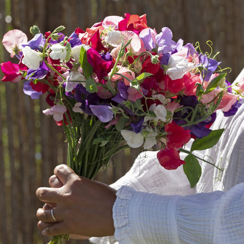 Ervilha de cheiro King Size Formula Mixture em sementes