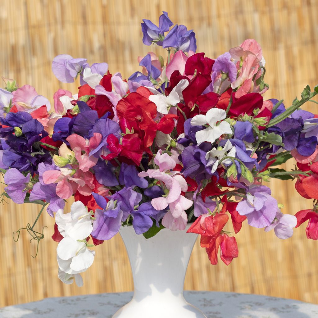 Ervilha de cheiro King Size Formula Mixture em sementes