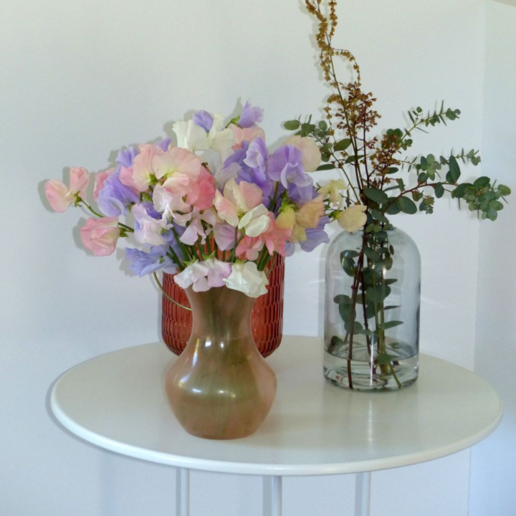 Ervilha de cheiro Spring Sunshine "Above the Clouds" Mix em sementes