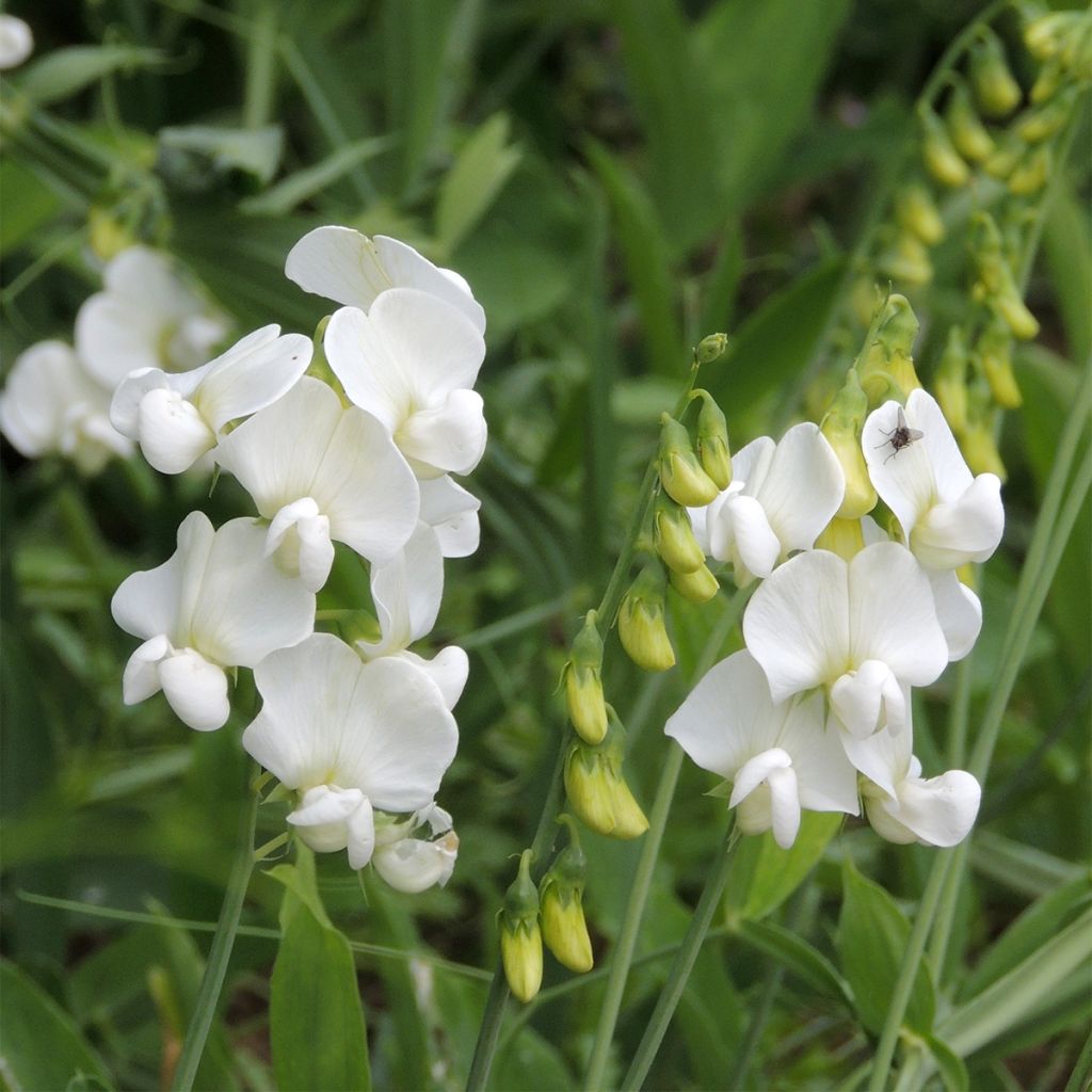 Ervilhaca-de-folhas-largas em sementes - Lathyrus latifolius
