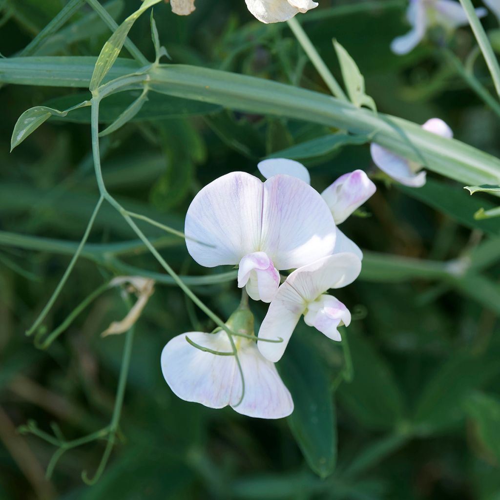 Ervilhaca-de-folhas-largas em sementes - Lathyrus latifolius