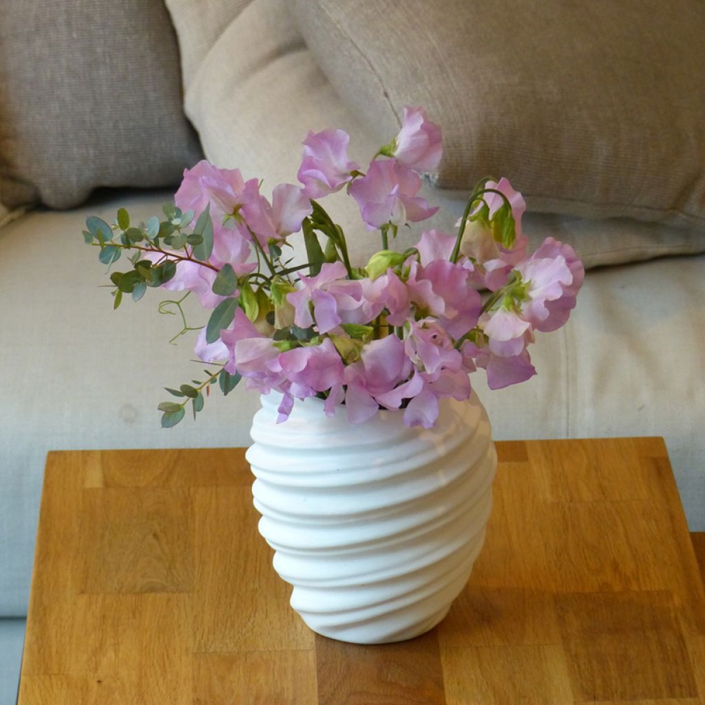 Ervilha de cheiro Winter Sunshine Opal em sementes