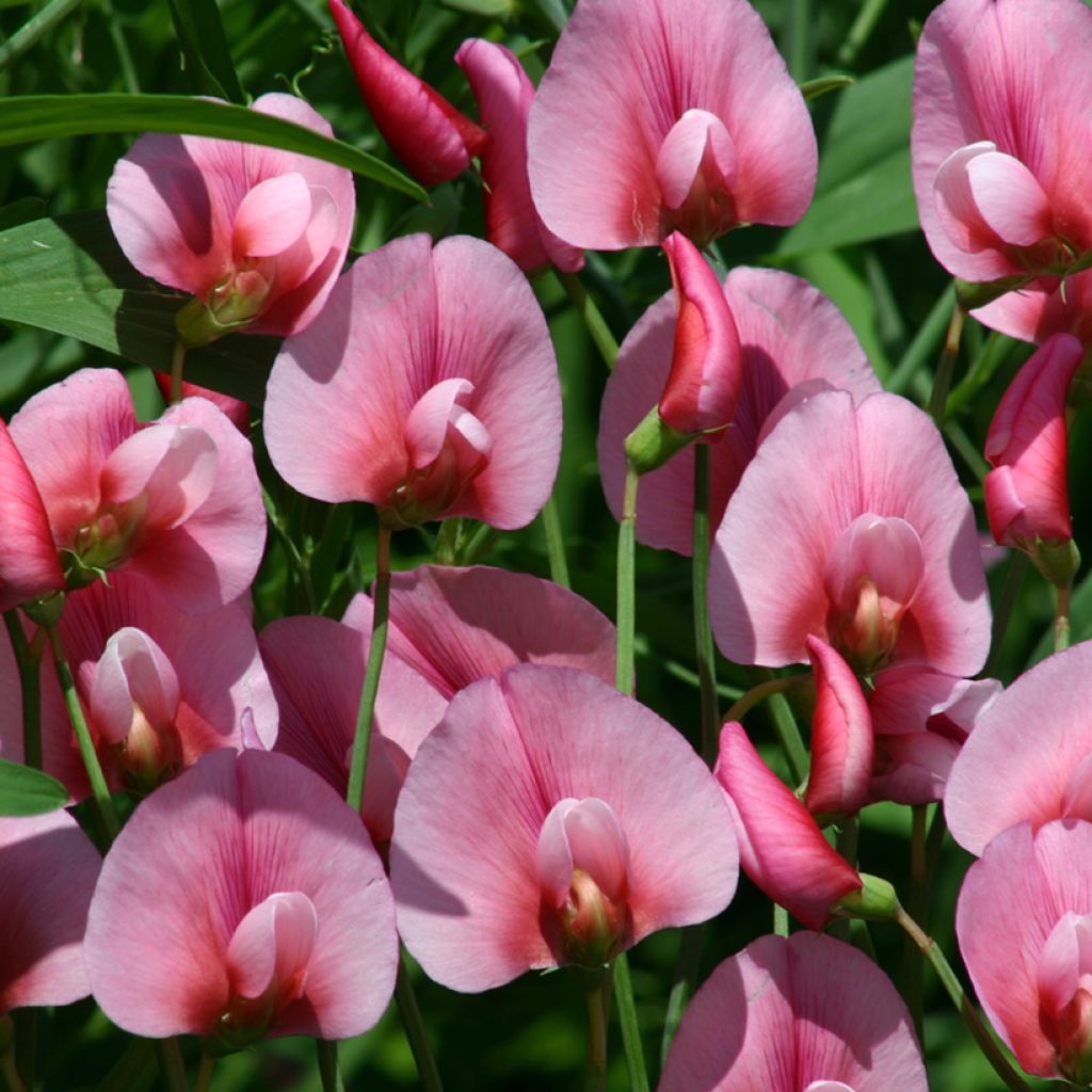 Ervilhaca-de-Tânger Rosea em sementes - Lathyrus tingitanus