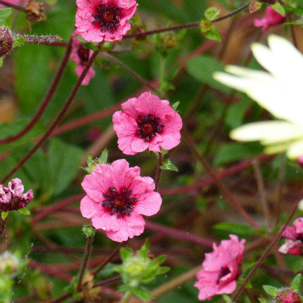 Potentilla nepalensis Miss Willmott em sementes - Potentila-vivaz do Nepal