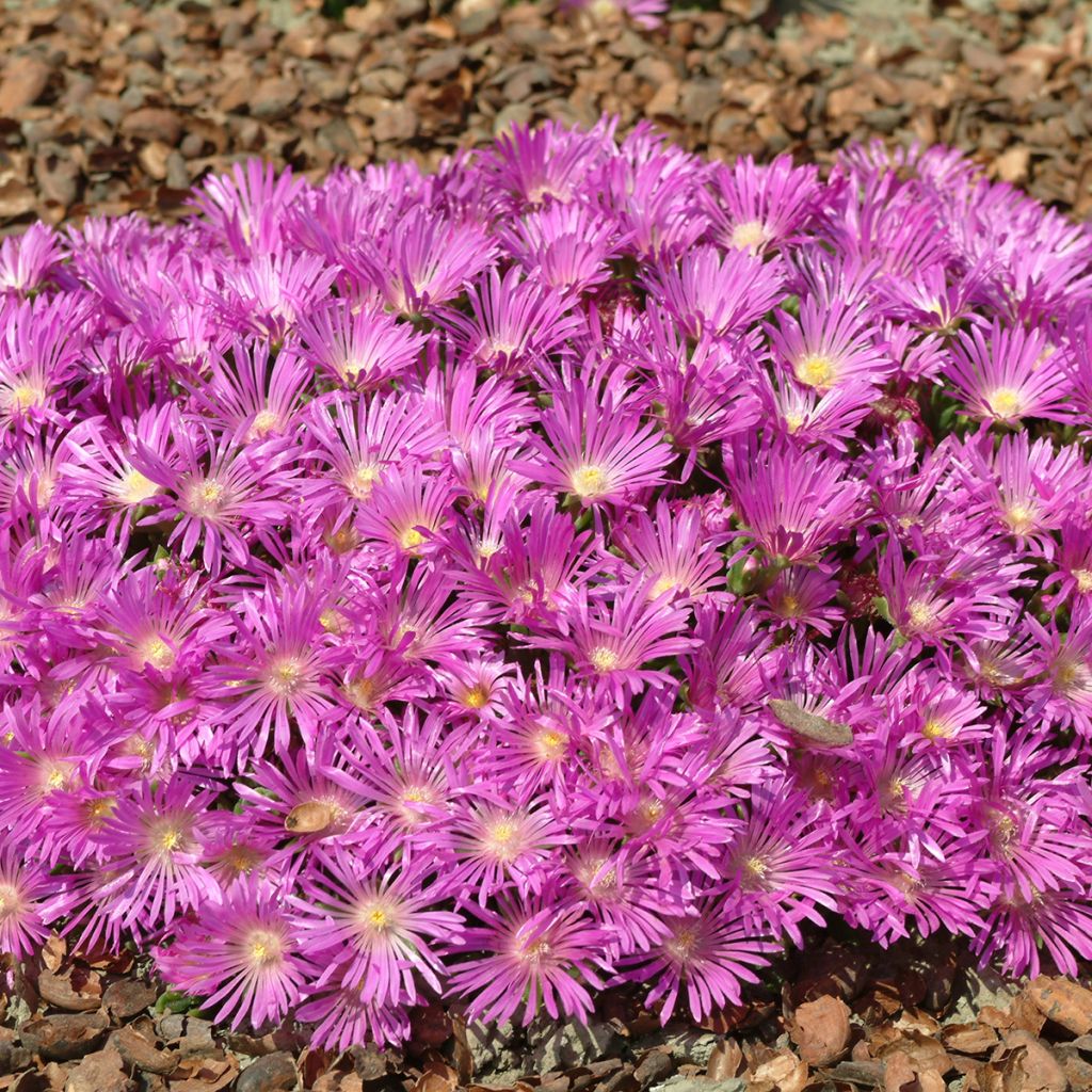 Delosperma cooperi Table Mountain em sementes