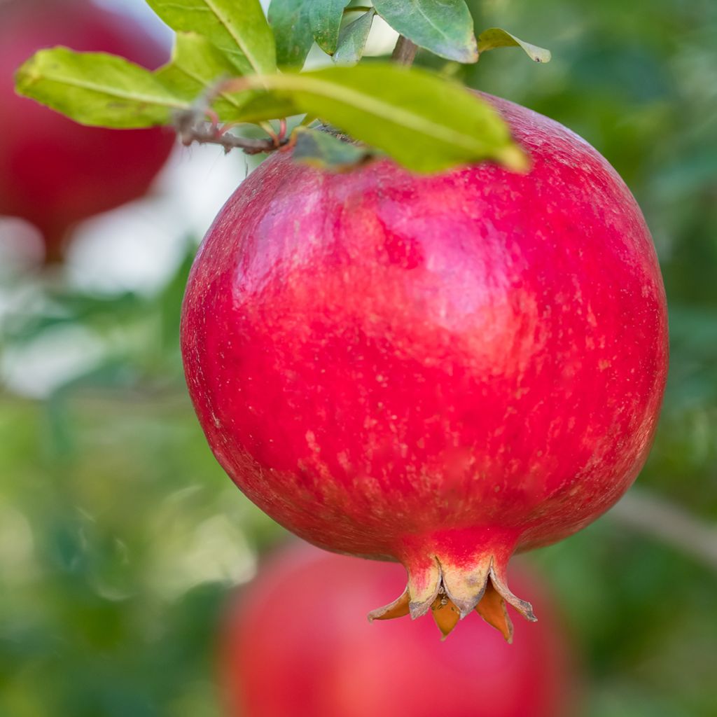 Romãzeira em sementes