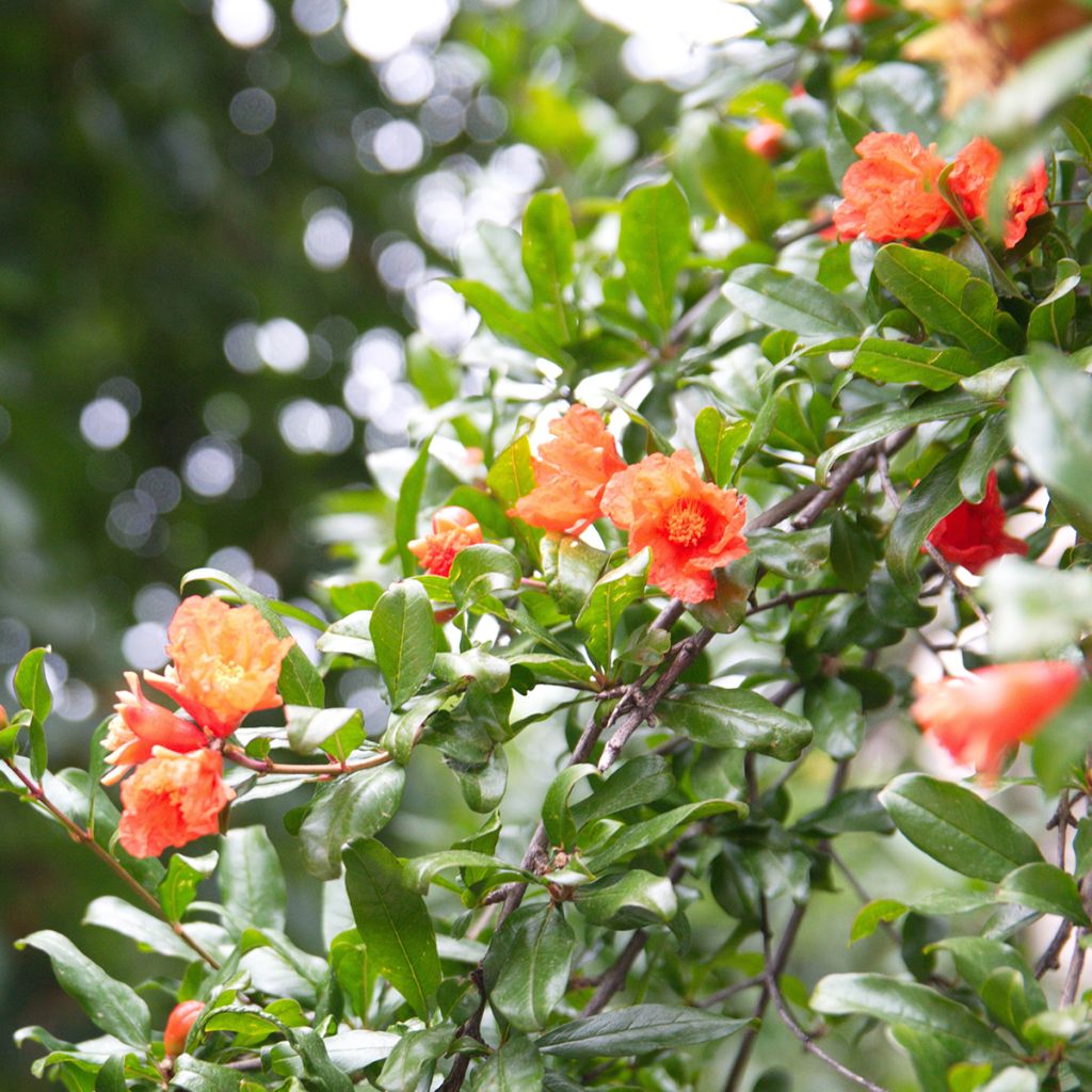 Romãzeira em sementes