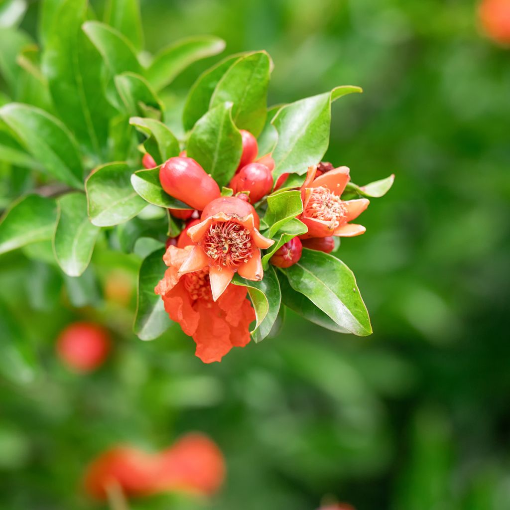 Romãzeira em sementes