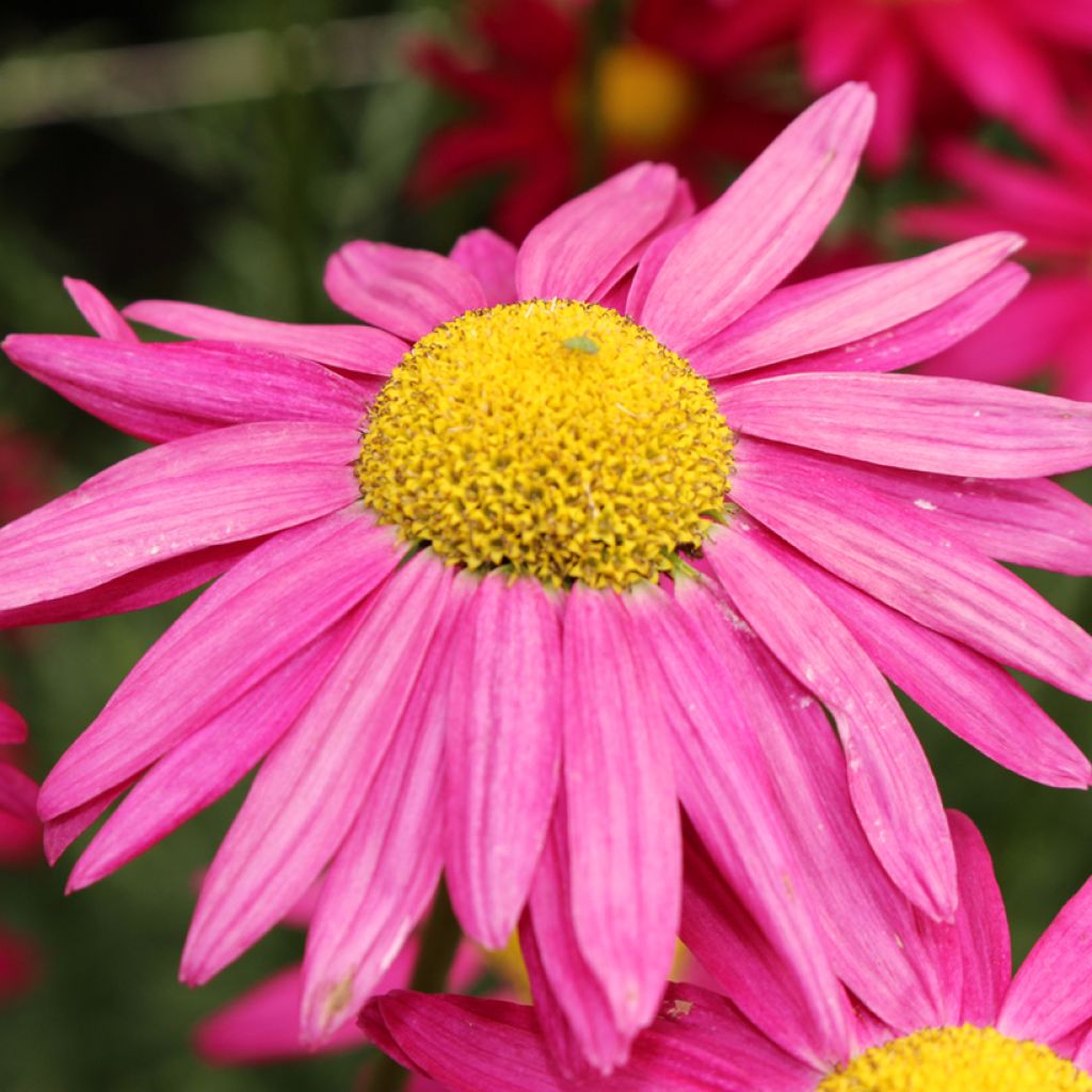 Chrysanthemum coccineum Robinson's Giants Mix em sementes