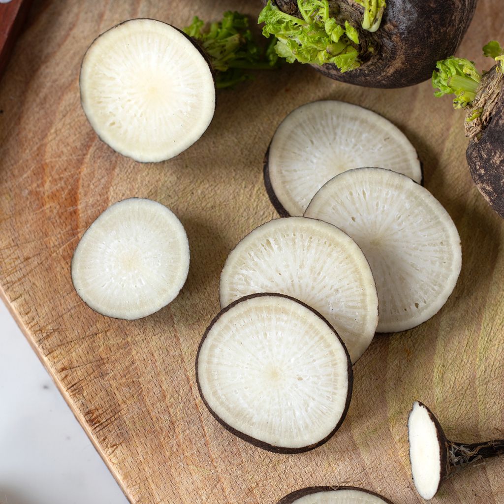 Rábano-preto grosso, redondo, de inverno BIO