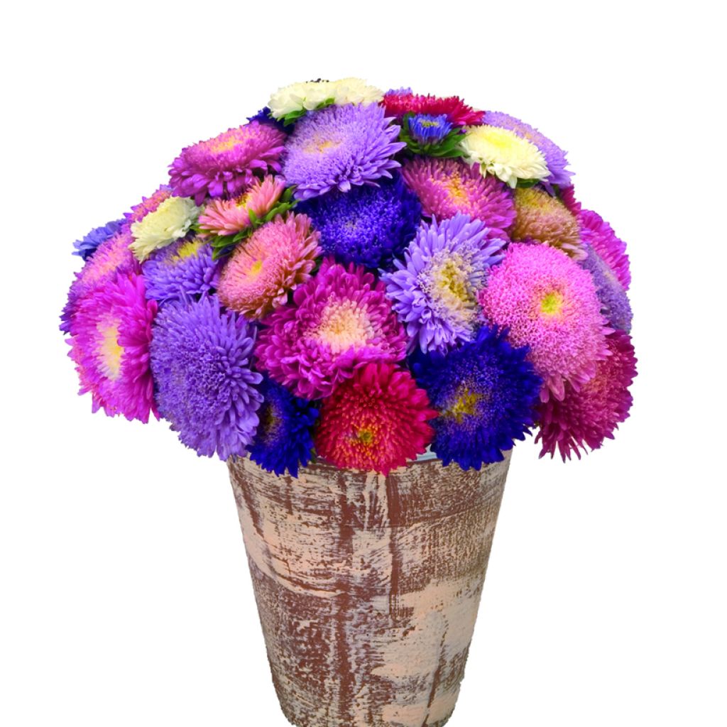 Áster-da-china Standy Mix em sementes