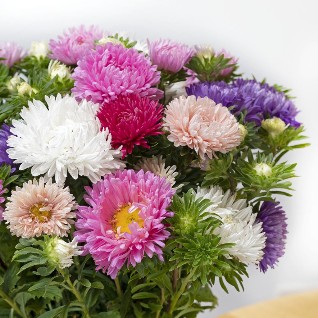 Áster-da-china King Size Mix em sementes