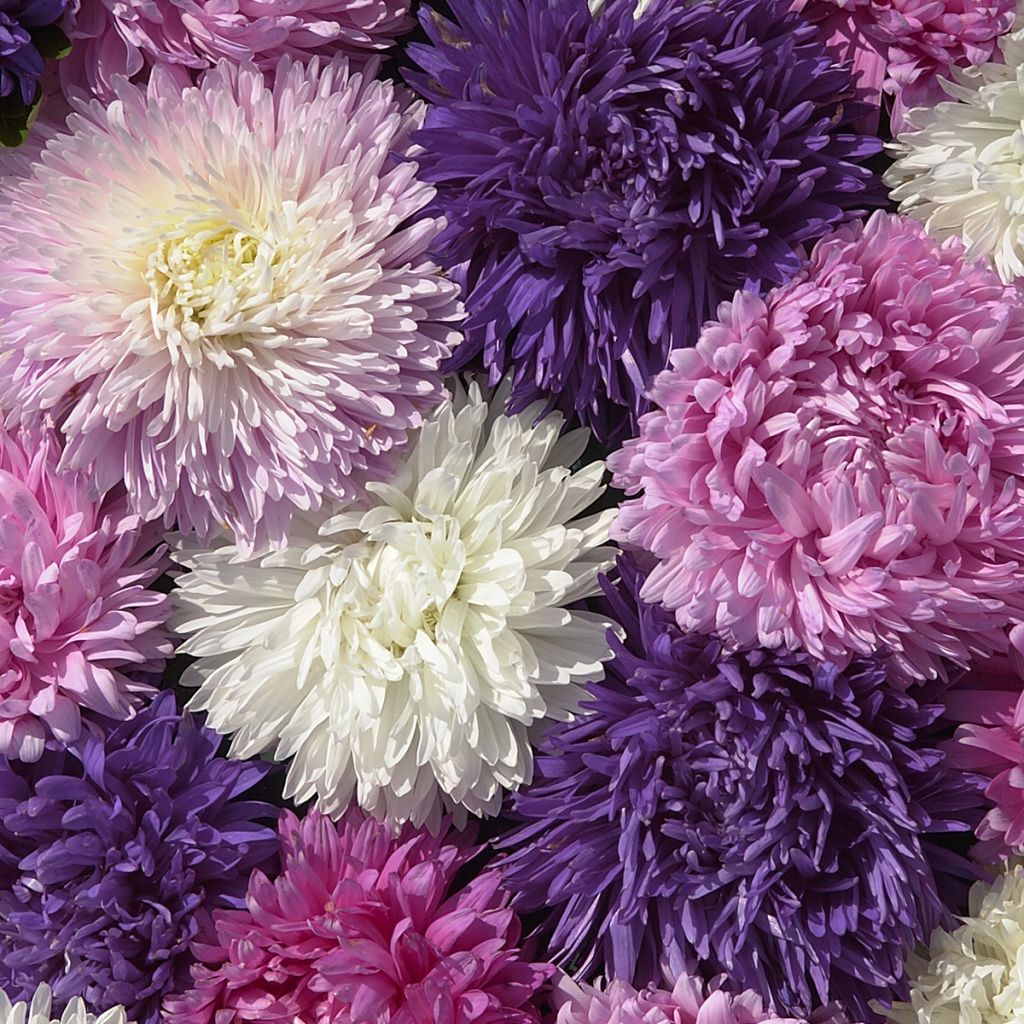 Áster-da-china King Size Mix em sementes