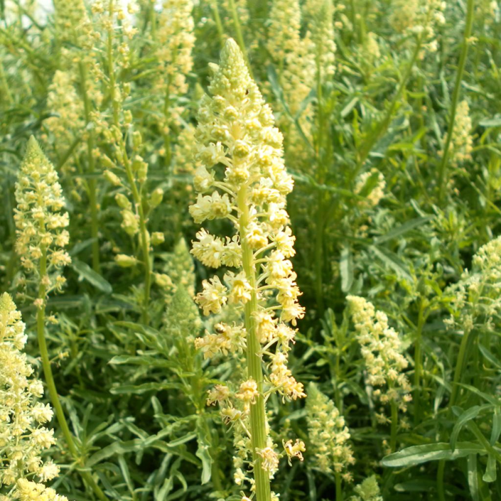 Reseda luteola em sementes