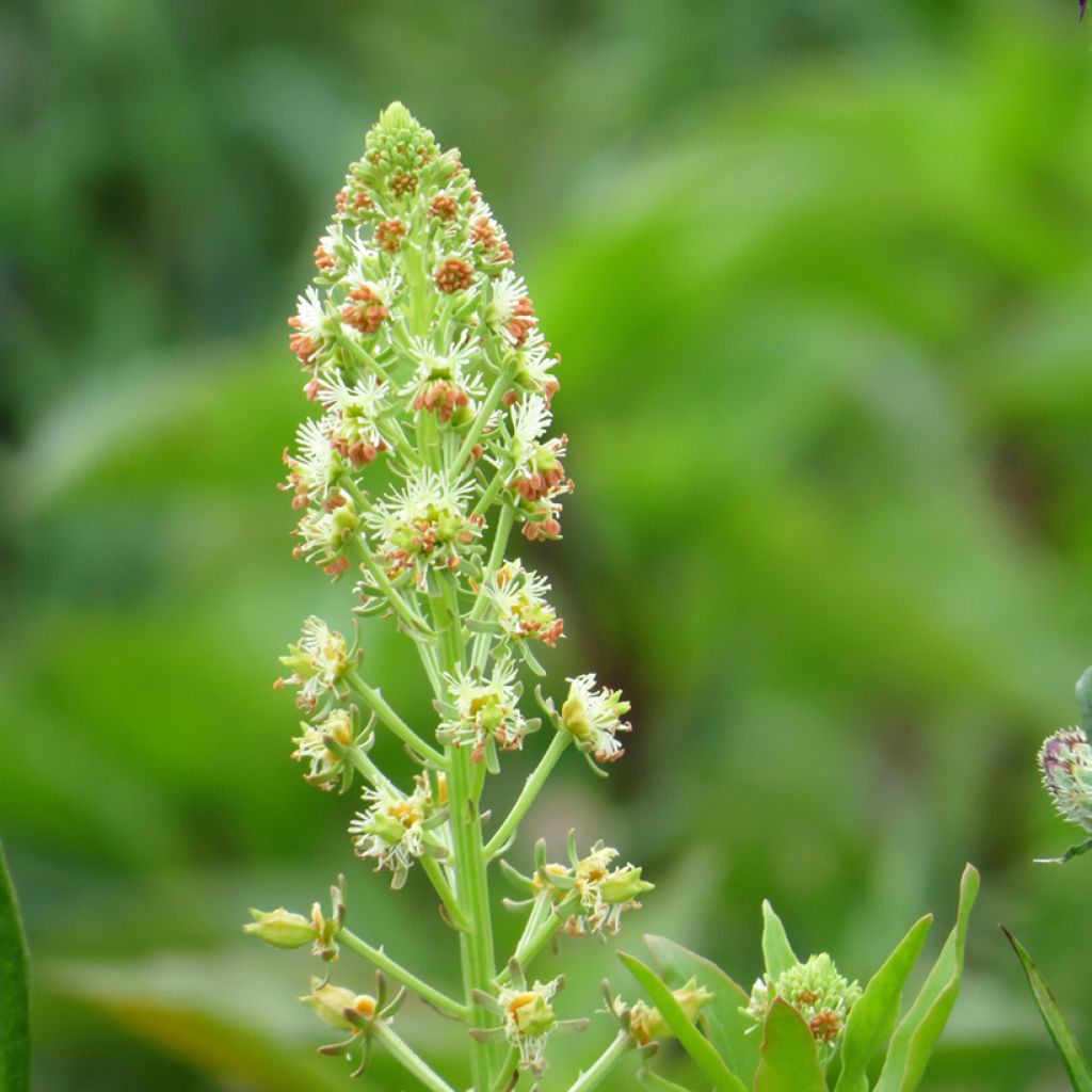 Reseda odorata Grandiflora em sementes