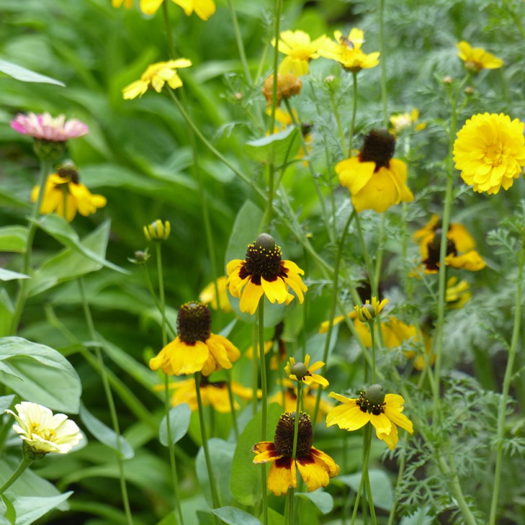 Rudbeckia amplexicaulis em sementes