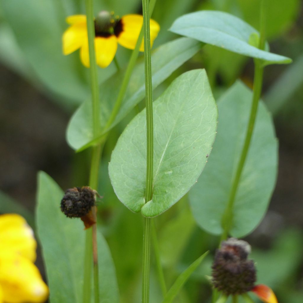 Rudbeckia amplexicaulis em sementes