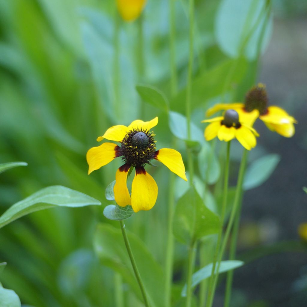 Rudbeckia amplexicaulis em sementes