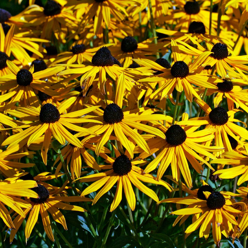 Rudbeckia fulgida var. sullivantii Goldsturm em sementes
