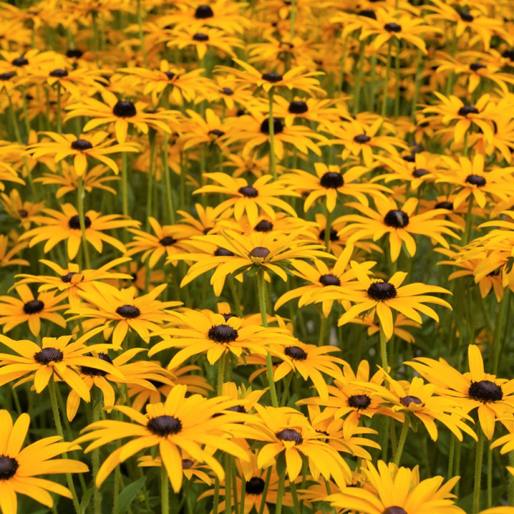 Rudbeckia fulgida var. sullivantii Goldsturm em sementes