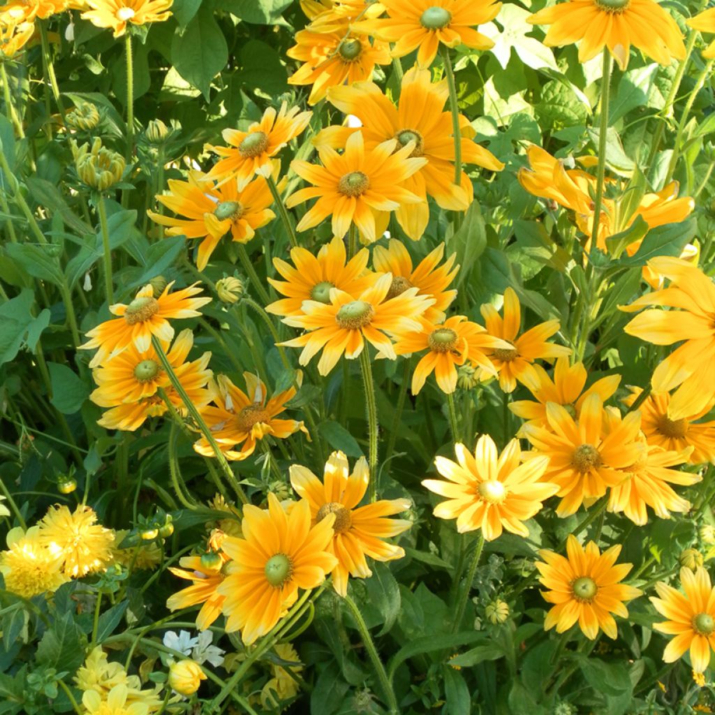 Rudbeckia hirta Prairie Sun em sementes