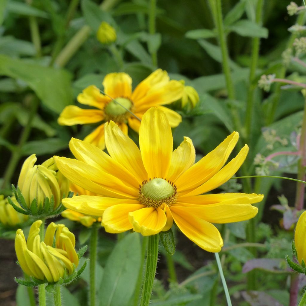 Rudbeckia hirta Prairie Sun em sementes
