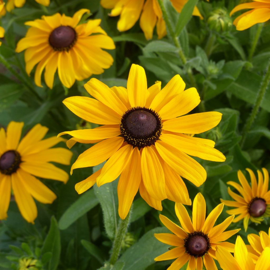 Rudbeckia hirta Marmalade biológico em sementes