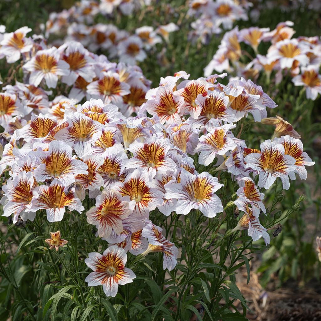 Salpiglossis sinuata Tora Cream em sementes
