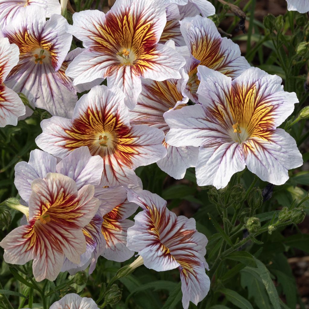 Salpiglossis sinuata Tora Cream em sementes