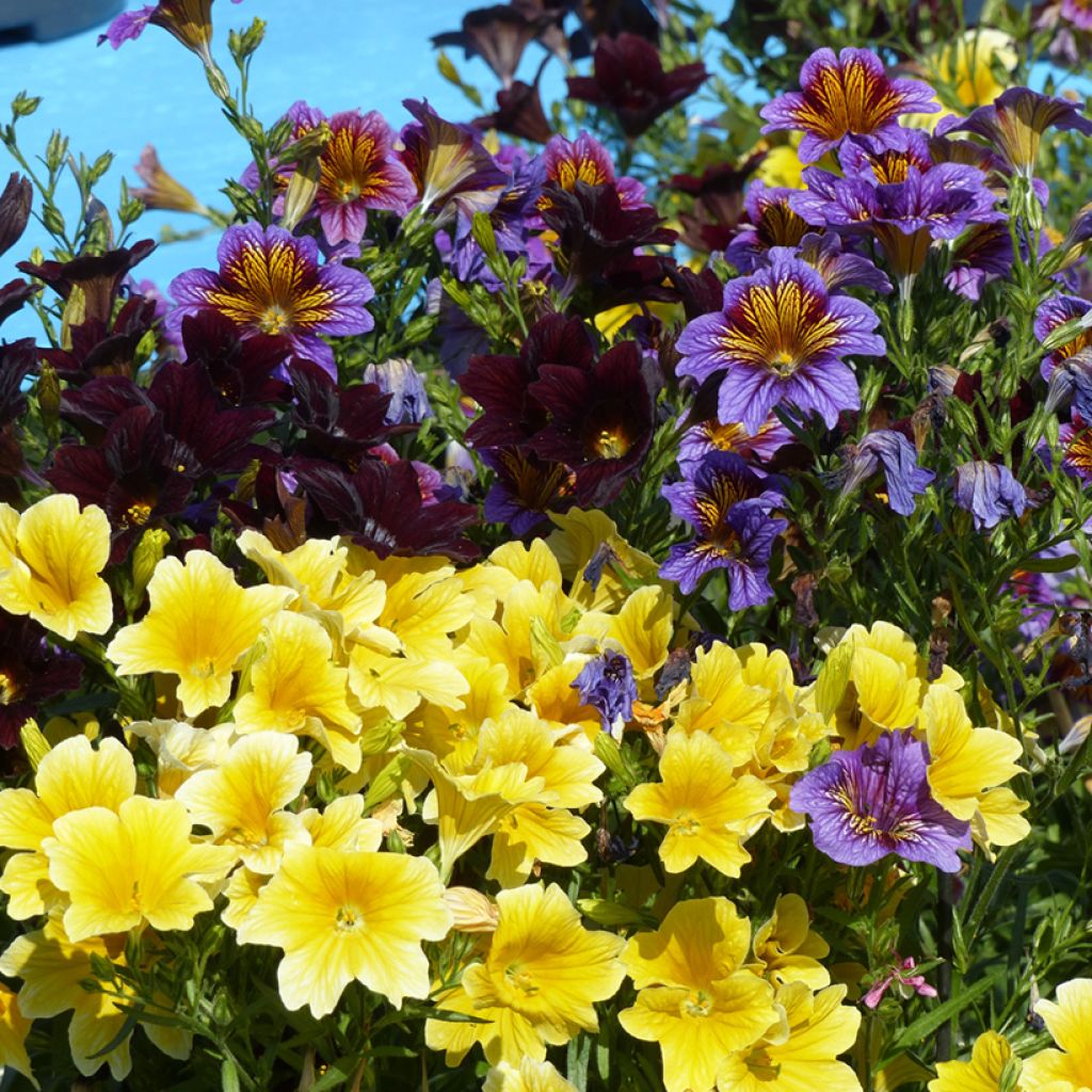 Salpiglossis sinuata Royale F1 Mix em sementes