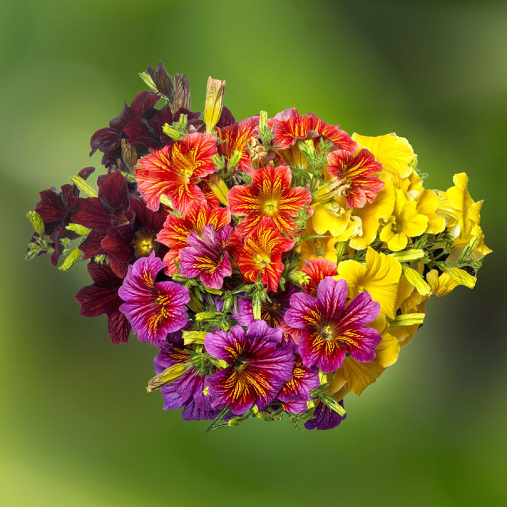 Salpiglossis sinuata Royale F1 Mix em sementes