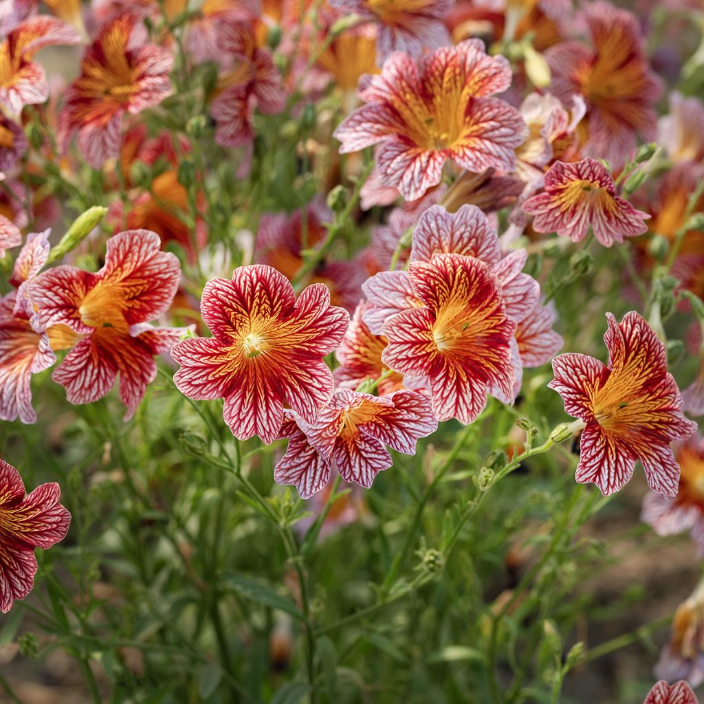 Salpiglossis sinuata Tora Red em sementes