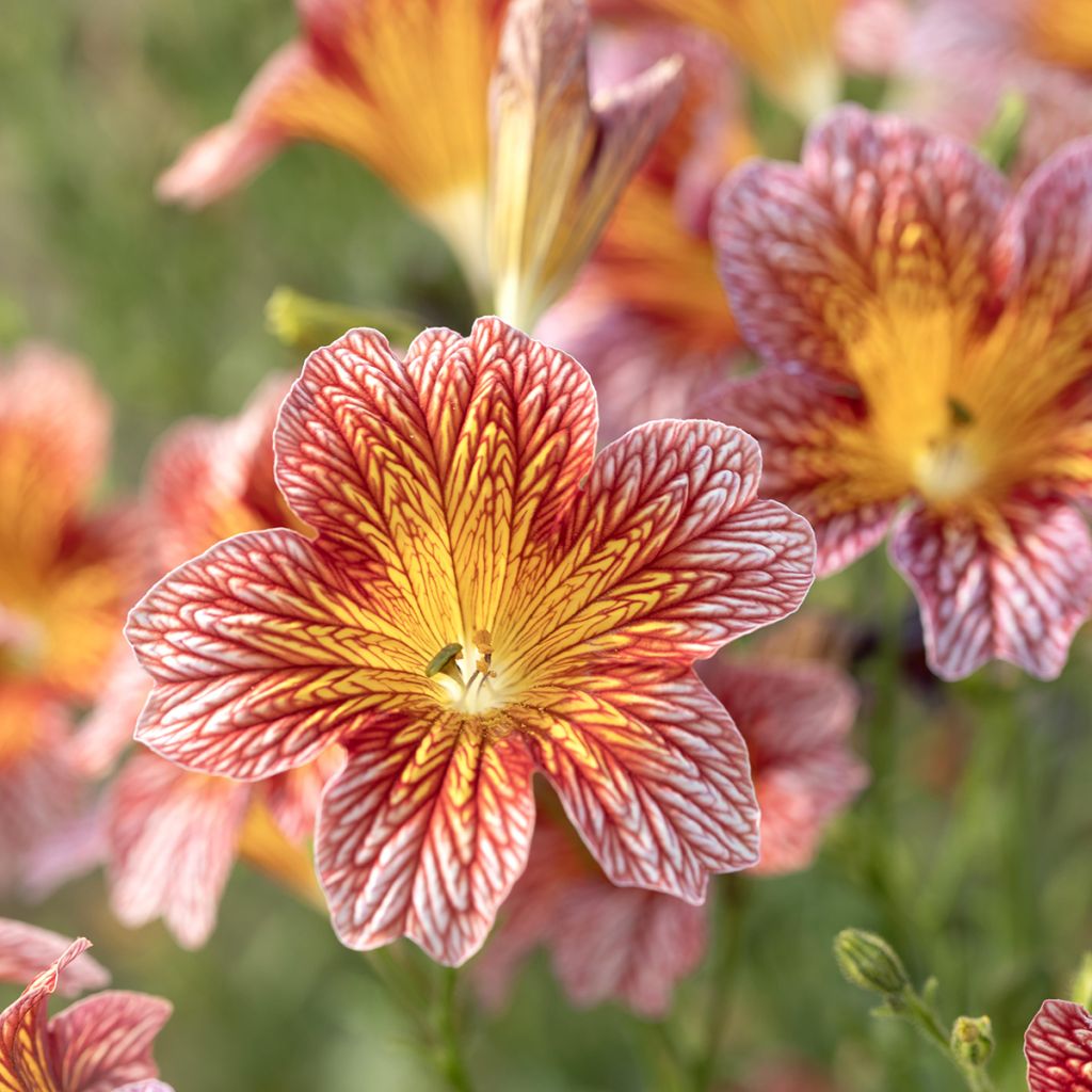 Salpiglossis sinuata Tora Red em sementes