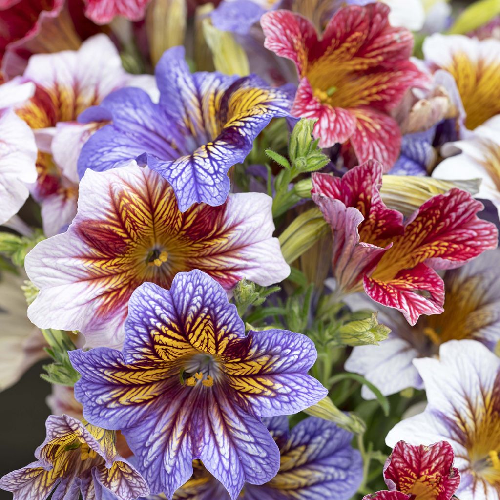 Salpiglossis sinuata Tora Staring Eyes em sementes