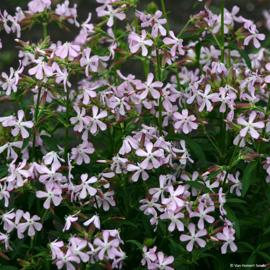 Saponaria ocymoides em sementes