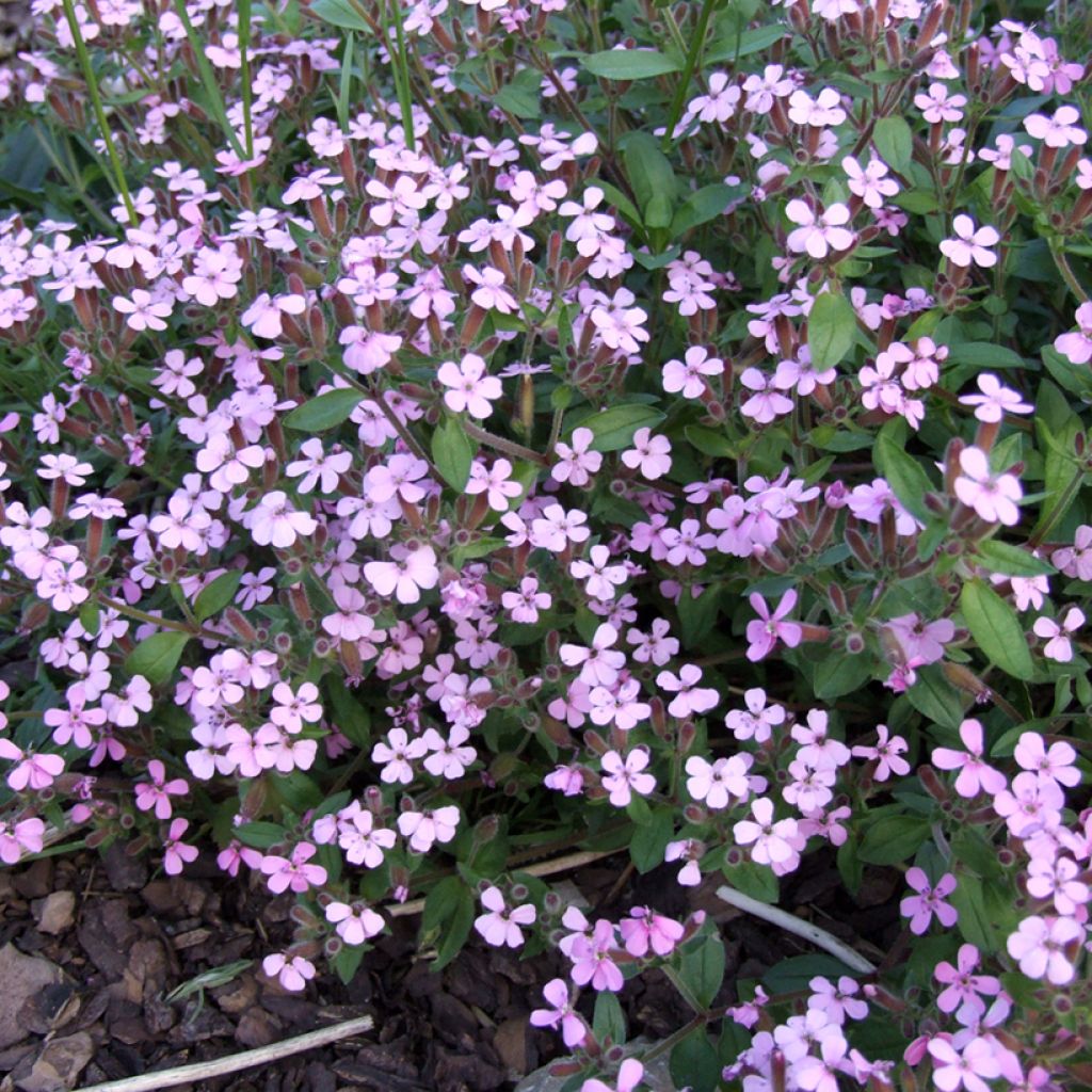 Saponaria ocymoides em sementes
