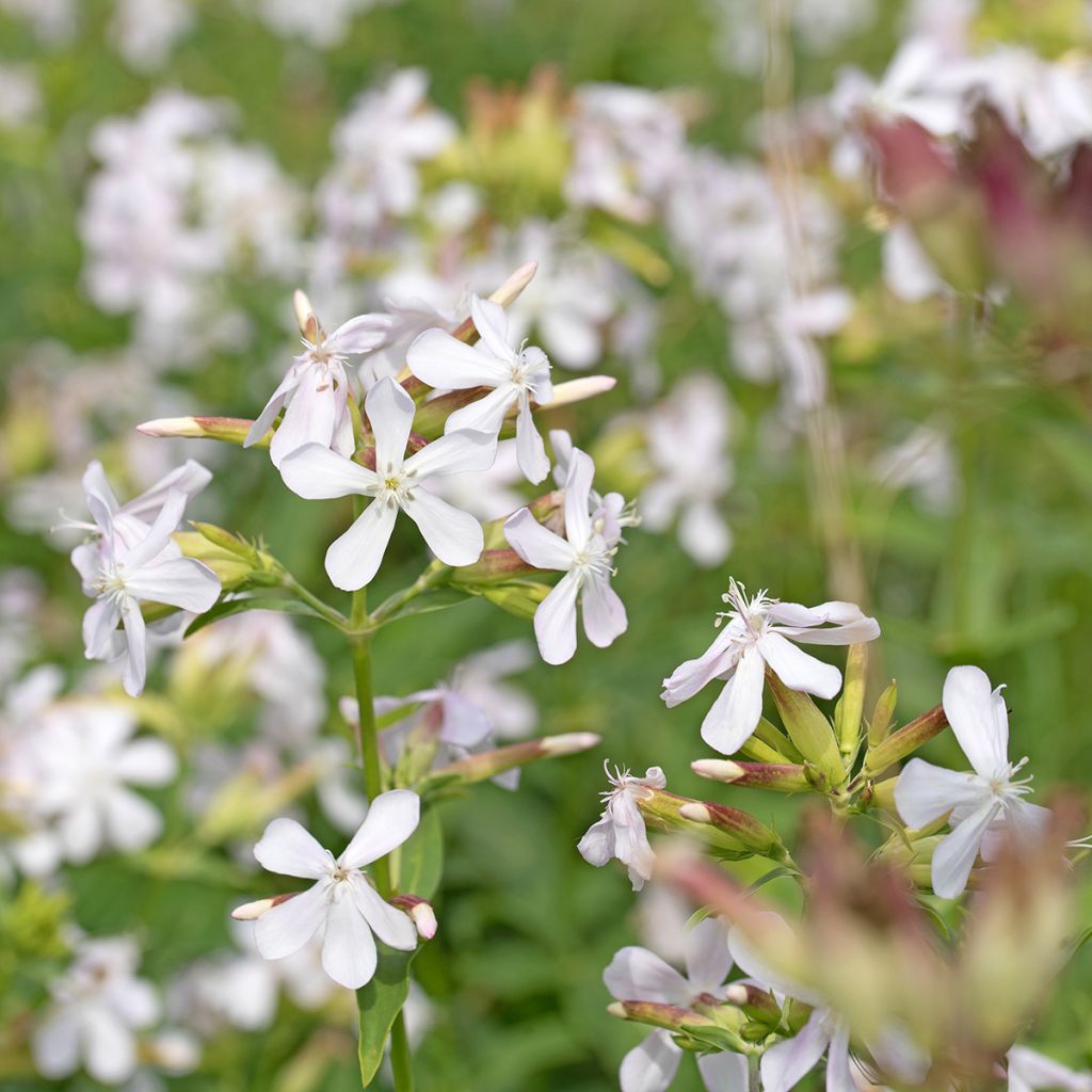 Saponaria officinalis Graciella Branco em sementes